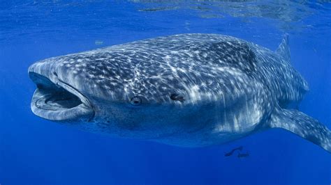 Whale Sharks Can Live for More Than a Century, Study Finds | Mental Floss