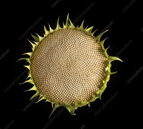 Sunflower head - Stock Image - C056/7562 - Science Photo Library