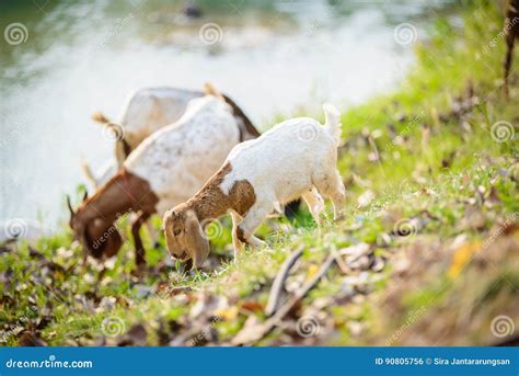 Goats eating grass stock photo. Image of field, cute - 90805756