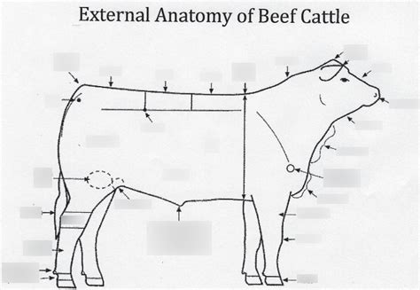 External Anatomy of Beef Cattle Diagram | Quizlet