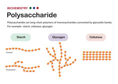 Starch Structure Amylose And Amylopectin