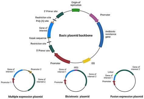 Pharmaceutics | Free Full-Text | Plasmid DNA for Therapeutic ...