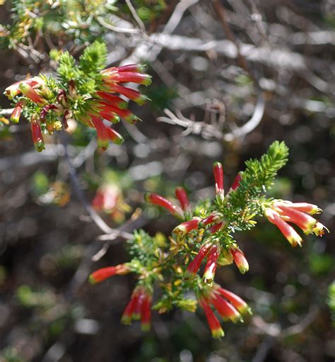 Flower Gallery :: Ericaceae :: DSC_8324