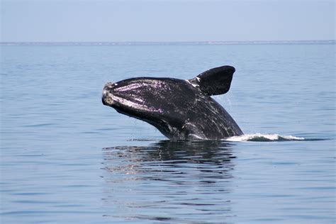 How do you identify a North Atlantic Right Whale? - Whale SENSE