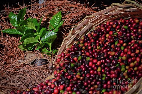 Coffee Culture in Sao Paulo - Brazil Photograph by Carlos Alkmin