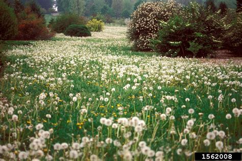 Dandelion | Cornell Weed Identification