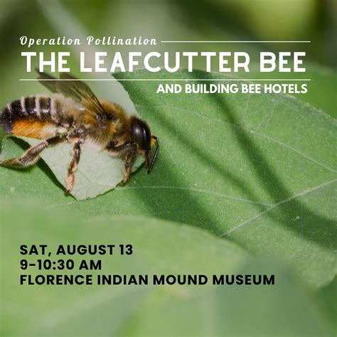 Operation Pollination — Leafcutter bees and building your own bee hotel ...