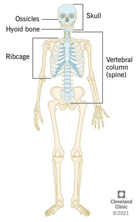 Axial Skeleton Wikipedia, 58% OFF | www.elevate.in