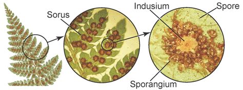 Fern Structure