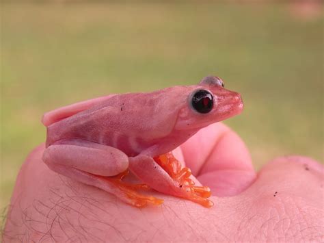 Pink Red Eye Tree Frogs | Red eyed tree frog, Red eyed frog, Tree frogs