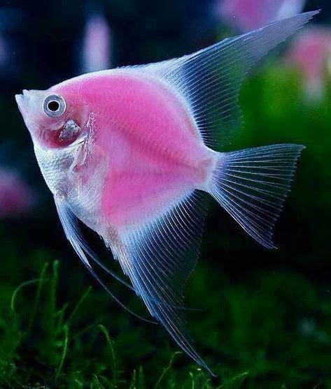 Neon Pink Fish | PINK AMAZING! | Angel fish, Fish, Pink fish