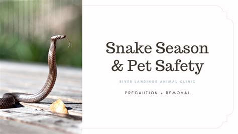 snake safety — Latest News — River Landings Animal Clinic in Bradenton ...