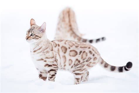 Snow Bengal Cat - Bengal Cats for sale near me - Brown, Silver & Snow ...