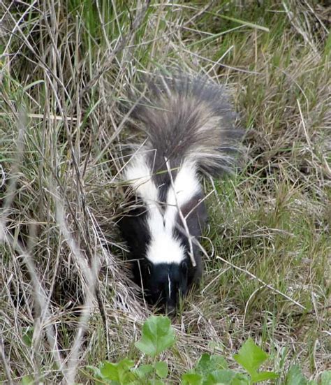 How to Trap a Skunk - BackyardCritter