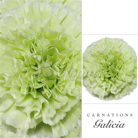 Carnations Green - EbloomsDirect | Green carnation, Carnations, Bulk ...