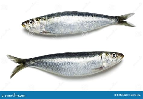 Whole Fresh Sardines On White Background Stock Photo - Image: 53475828