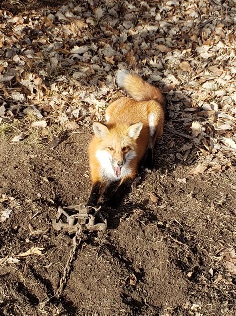 Fox Trapping - Tips for Traps, Bait, and Sets | THF Outdoors