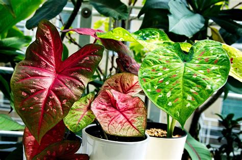 Caladium growing indoors in pots - Tropics @Home