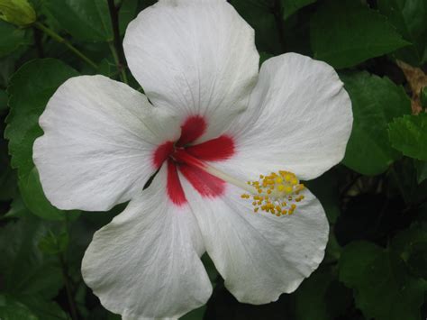 File:Flor- Hibiscus rosa-sinensis.JPG