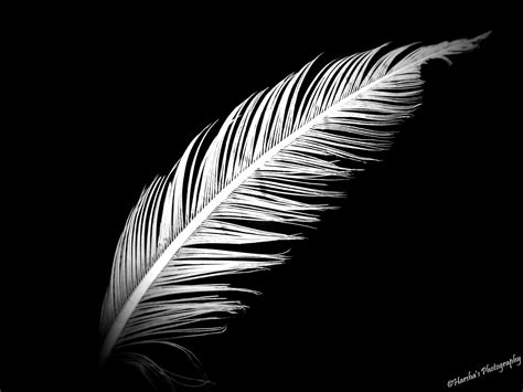 Feather - Cliparts.co