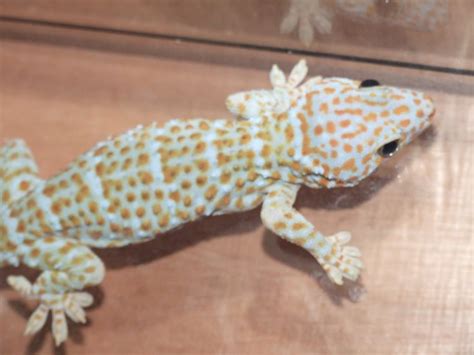 Tokay Gecko Facts and Pictures