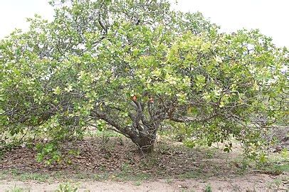 Cashew Nut Fruit Tree