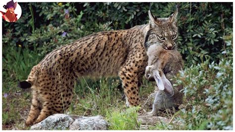 Los Más Raros Momentos Captados Por La Cámara De Linces Y Gatos ...