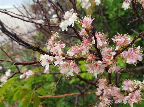 beach plum flowers : r/plants