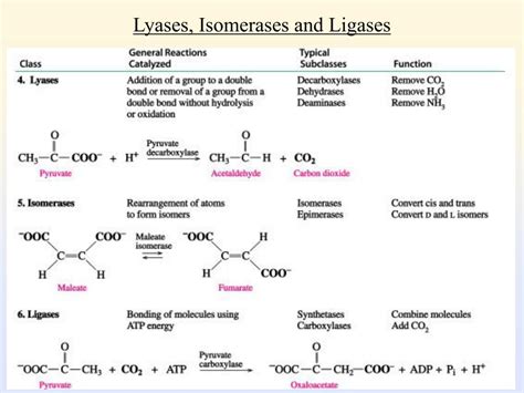 PPT - Enzymes as Biological Catalysts PowerPoint Presentation, free ...