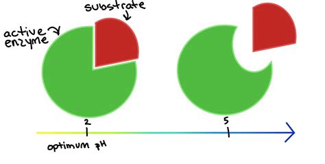 Deactivation of Enzymes — Overview & Examples - Expii