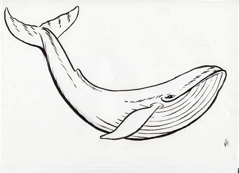 Blue Whale pencil Drawing free image download