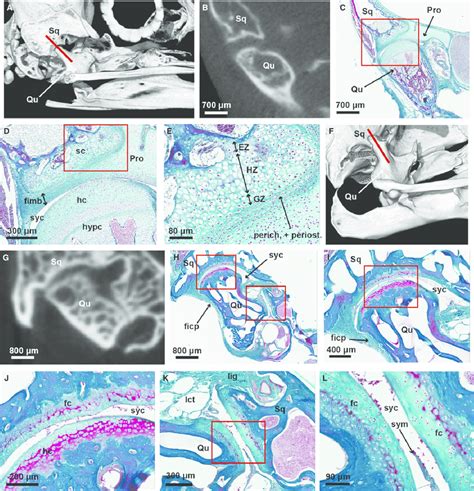 Osteology and histology of the otic joint of the mallard. (A ...