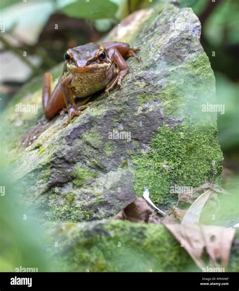 Frog camouflage in a garden Stock Photo - Alamy