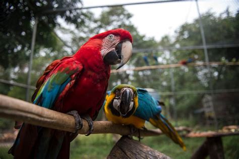 Parrot in custody after tipping off drug dealers to raid, Brazil police ...