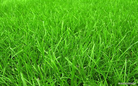 Grass Wallpaper - WallpaperSafari