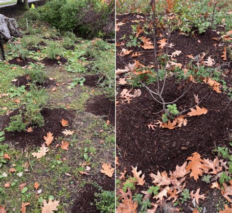 Fall Shrub Plantings Along Our Muddy - Muddy River Restoration Project