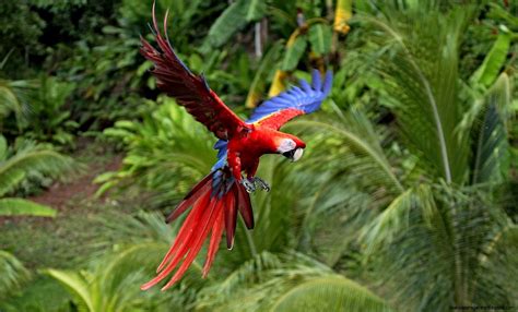 Parrot Flying | Wallpapers Gallery