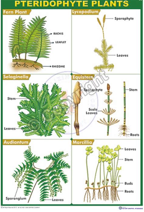 Product Categories | Pteridophyta | Plants, Botany, Fern plant