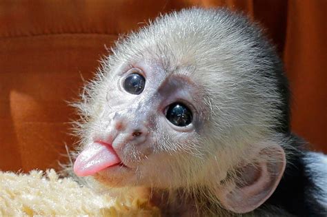 Na Na YOU ARE!... | Baby monkey pet, Cute baby monkey, Capuchin monkey