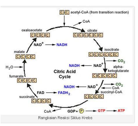 Regulasi siklus asam sitrat - aslview