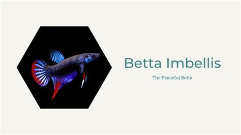 Betta Imbellis: 2023 Care Guide | Wild Aquarist