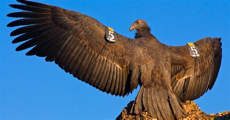 California condors could be reintroduced to North Coast