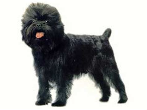 Affenpinscher Information and Facts - Dog Breeds