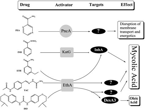 -Chemical structures of various thiocarbamide containing drugs and ...