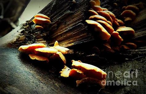 Forest Fungi Artist James Aiken Medium Photograph - Digital Image ...