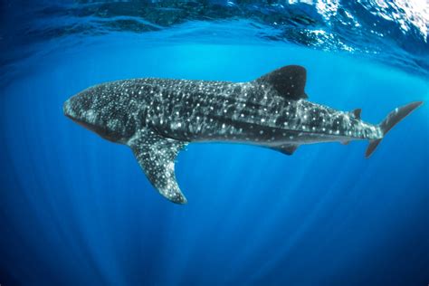 10 Fun Facts About Whale Sharks