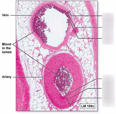 Artery And Vein Histology Labeled | Porn Sex Picture