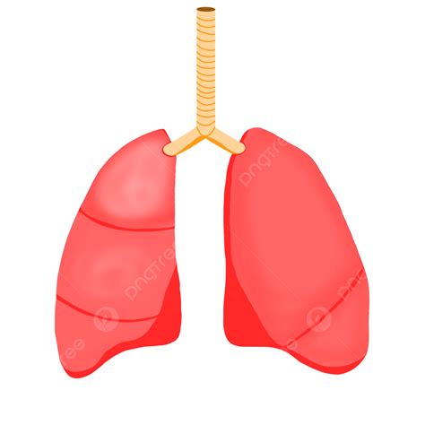 Healthy Lungs, Lung, Cartoon Lung, Lung Decoration PNG Transparent ...