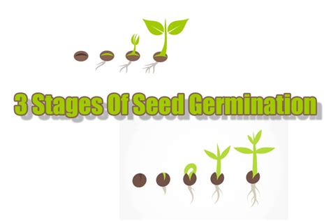 The Three Stages of Seed Germination – Indoor Gardening Guide