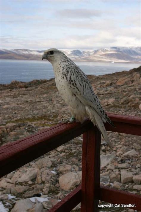 Gyrfalcon (Falco rusticolus) in Explore Raptors: Facts, habitat, diet ...